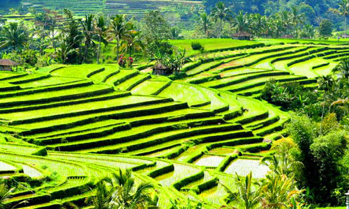 Wisata Sawah Berundak Jatiluwih, 1. Pura Sakenan, 2. Museum Bali, 3. Taman Budaya Bali, 4. Monumen Bajra Sandhi, 5. Pura Tampak Siring, 6. Tegalalang, 7. D’Tukad River Club, 8. Pasar Seni Ubud, 9. Alas Harum Agrotourism, 10. Bali Strawberry Farm &amp; Restaurant, 11. Rumah Gemuk Bali, 12. Museum dan Galeri Seni Rudana, 13. Patung Bayi, 14. The Blanco Renaissance Museum, 15. Museum ARMA, 16. Museum Seni Neka, 17. Museum Subak, 18. Desa Petulu, 19. Desa Wisata Penglipuran, 20. Desa Coklat Bali, 21. Arung Jeram Sungai Ayung, 22. Pemandian Air Panas Yeh Panes Panatahan, 23. Pemandian Air Panas Angseri, 24. Air Terjun Suwat, 25. Air Terjun Kanto Lampo, 26. Air Terjun Blahmantung, 27. Danau Buyan, 28. Pura Ulun Danu, 29. Goa Gajah, 30. Istana Tampaksiring, 31. Pura Gunung Lebah, 32. Pura Malen, 33. Puri Saren Agung, 34. Pura Taman Saraswati, 35. Pura Tirta Empul, 36. Pura Gunung Kawi, 37. Hidden Canyon Beji Guwang, 38. Taman Kota Ciung Wanara Gianyar, 39. Taman Kota Lumintang, 40. Taman Nusa, 41. Elephant Safari Park, 42. Bali Bird Park, 43. Bali Zoo, 44. Terasering Jatiluwih, 45. Terasering Tegalalang, 46. Bukit Campuhan, 48. Pohon Kayu Putih Desa Bayan, 49. Taman Kupu-kupu, 50. Kebun Raya Bali, 51. The Blooms Garden, 52. Monkey Forest Ubud, 53. Alas Kedaton, 54. Tasta Zoo, 55. Air Terjun Tukad Cepung, 56. Air Terjun Nungnung, 57. Objek Wisata Sangeh, 58. Air Terjun Tegenungan