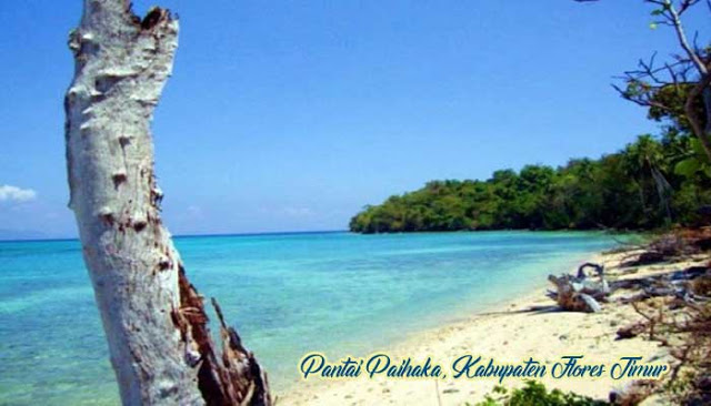 Pantai Paihaka - Tempat Wisata Di Flores Timur, 1. Wisata Taman Bukit Fatimah, 2. Wisata Danau Asmara, 3. Wisata Pelabuhan Larantuka, 4. Wisata Istana Raja Larantuka, 5. Wisata Pulau Konga, 6. Wisata Pulau Adonara, 7. Wisata Pulau Solor, 8. Wisata Danau Waibelen, 9. Wisata Pantai Asam Satu, 10. Wisata Pantai Weri, 11. Wisata Pantai Kawaliwu, 12. Wisata Pantai Rako, 13. Wisata Pantai Ina Burak, 14. Wisata Pantai Lagaloe, 15. Wisata Pantai Neren Watotena, 16. Wisata Pantai Nuha, 17. Wisata Gunung Ile Mandiri, 18. Wisata Pemandian Air Panas Mokantarak, 19. Wisata Desa Wae Rebo, 20. Wisata Air Terjun Cunca Wulang, 21. Pantai Paihaka, 22. Pantai Watohari, 23. Pantai Deri, 24. Pantai Tanjung Bunga, 25. Pantai Kahale