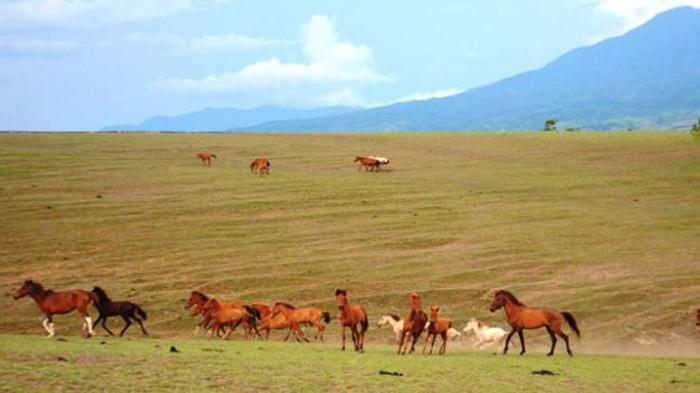 Padang Sabana Mausui via Kompas - tempat wisata di Manggarai Timur, 1. Air Terjun Wae Lekot, 2. Menyaksikan Matahari Terbit di Bukit Golo Ndalo, 3. Wisata Pantai Mausui, 4. Wisata Pantai Mbolata, 5. Danau Rana Mese, 6. Wisata Pantai Liang Bala, 7. Wisata Borong, 8. Wisata Cepiwatu Beach, 9. Wisata Kampung Jawang, 10. Wisata Poco Mandasawu, 11. Padang Sabana Mausui, 12. Wisata Cunca Rede, 13. Wisata Lembor Manggarai Barat, 14. Gua Maria Cingcoleng, 15. Air Terjun Cuncang Ntangis, 16. Gunung Poco Ndeki, 17. Wisata Pantai Mabaruju, 18. Wisata Pantai Sawah Garam