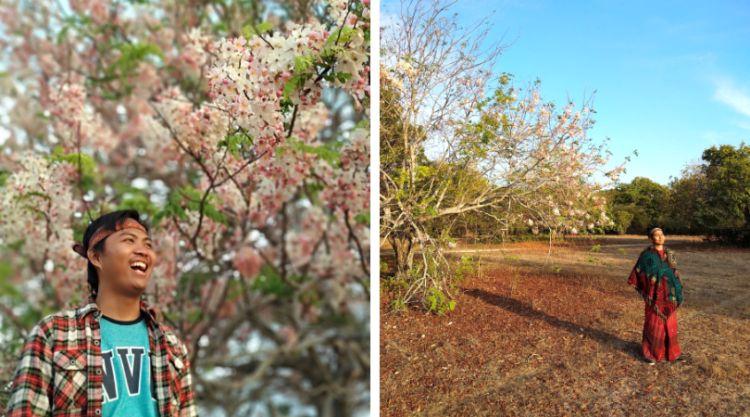 Wisata Bunga Sakura Sumba Timur - Tempat Wisata di Sumba Timur, 1. Wisata Bukit Tanarara, 2. Wisata Bukit Wairinding, 3. Wisata Bukit Mondu, 4. Wisata Bukit Persaudaraan, 5. Wisata Pantai Tarimbang, 6. Wisata Pantai Walakiri, 7. Wisata Padang Savana Puru Kambera, 8. Wisata Pantai Watuparunu, 9. Wisata Air Terjun Tanggedu, 10. Wisata Pantai Padadita, 11. Wisata Air Terjun Hirumanu, 12. Wisata Air Terjun Kanabu Wai, 13. Wisata Air Terjun Laiwi, 14. Wisata Air Terjun Wai Marang, 15. Wisata Air Terjun Kolam Jodoh Lawa, 16. Wisata Goa Kanabu Wai, 17. Wisata Bendungan Kambaniru, Lambanapu, 18. Wisata Kampung Adat Rende, 19. Wisata Bunga Sakura Sumba Timur, 20. Wisata Taman Kincir Angin Maubukol, 21. Wisata Pantai Puru Kambera, 22. Wisata Air Terjun Koalat, 23. Bukit Tenau
