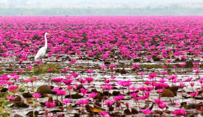 Wisata Danau Lotus via Goodnewsfromindonesia, 1. Wisata Danau Lotus, 2. Wisata Rumah Adat Wae Rebo, 3. Wisata Kampung Adat Todo, 4. Wisata Pulau Rinca, 5. Wisata Pulau Kelor, 6. Wisata Liang Bua, 7. Wisata Pulau Mules, 8. Wisata Air Terjun Cunca Rami, 9. Wisata Danau Rana Mese, 10. Wisata Golo Lantar, 11. Wisata Kanawa Island, 12. Wisata Bukit Silvia, 13. Wisata Kota Ruteng, 14. Sawah Lodok