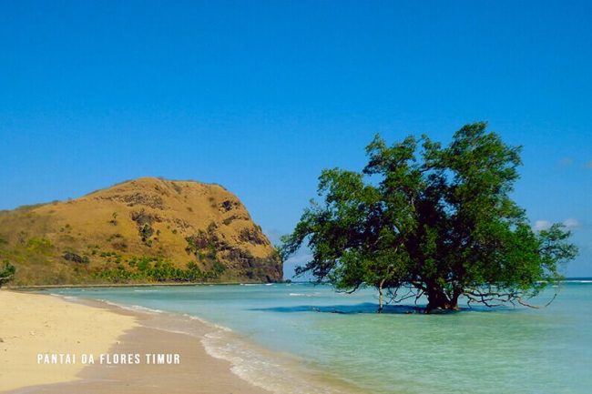 Wisata Pantai Rako Oa, 1. Wisata Taman Bukit Fatimah, 2. Wisata Danau Asmara, 3. Wisata Pelabuhan Larantuka, 4. Wisata Istana Raja Larantuka, 5. Wisata Pulau Konga, 6. Wisata Pulau Adonara, 7. Wisata Pulau Solor, 8. Wisata Danau Waibelen, 9. Wisata Pantai Asam Satu, 10. Wisata Pantai Weri, 11. Wisata Pantai Kawaliwu, 12. Wisata Pantai Rako, 13. Wisata Pantai Ina Burak, 14. Wisata Pantai Lagaloe, 15. Wisata Pantai Neren Watotena, 16. Wisata Pantai Nuha, 17. Wisata Gunung Ile Mandiri, 18. Wisata Pemandian Air Panas Mokantarak, 19. Wisata Desa Wae Rebo, 20. Wisata Air Terjun Cunca Wulang, 21. Pantai Paihaka, 22. Pantai Watohari, 23. Pantai Deri, 24. Pantai Tanjung Bunga, 25. Pantai Kahale