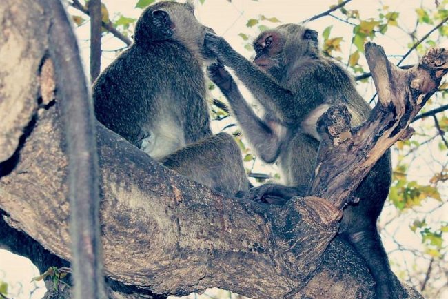 Wisata Taman Rekreasi Gua Monyet via IG @em_motret, 1. Pantai Batu Nona Kupang, 2. Wisata Pantai Lasiana, 3. Wisata Pantai Nunsui, 4. Wisata Pantai Manikin, 5. Wisata Pantai Tablolong, 6. Wisata Pantai Pasir Panjang, 7. Wisata Pantai Koepan, 8. Wisata Pantai Kelapa Tinggi, 9. Wisata Pantai Neam, 10. Wisata Pulau Kera, 11. Wisata Air Terjun Oenesu, 12. Wisata Air Terjun Tesbatan, 13. Wisata Taman Nostalgia, 14. Wisata Pantai Ketapang Satu, 15. Wisata Taman Rekreasi Gua Monyet, 16. Wisata Gua Kristal, 17. Wisata Kupang Waterpark, 18. Wisata Subasuka Waterpark, 19. Wisata Bukit Cinta, 20. Wisata Gunung Fatule’u, 21. Wisata Pantai Oesapa, 22. Padang Savana di Pantai Namosain