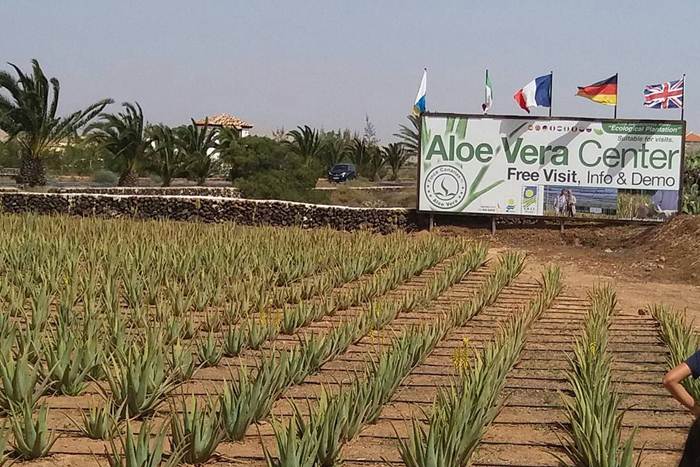 Aloe Vera Center via IG @michellep.07, 1. Pantai Kijing, 2. Tugu Khatulistiwa, 3. Museum Negeri Sejarah Budaya Khas, 4. Keraton Kadriah, 5. Rumah Bentang Radakng, 6. Masjid Jami’ Pontianak, 7. Kampung Wisata Kuantan, 8. Pantai Pasir Panjang, 9. Aloe Vera Center, 10. Paradise-Q Waterpark, 11. Taman Bukit Bougenville, 12. Makam Kesultanan Batulayang, 13. Taman Nasional Gunung Palung, 14. Lemukutan Island, 15. Pelabuhan Seng Hie, 16. Bukit Penjamur Bengkayang, 17. Hutan Kota Untan, 18. Taman Alun – Alun Kapuas, 19. Air Terjun Riam Merasap, 20. Kampung Beting, 21. Danau Biru Singkawang, 22. Pulau Randayan, 23. Pulau Temajuk, 24. Jembatan Kapuas, 25. Pantai Kura – Kura, 26. Pantai Batu Burung, 27. Pantai Sedau, 28. Sinka Island Park, 29. Danau Tadow Indah, 30. Air Terjun Eria, 31. Wisata Air Terjun Sibohe, 32. Cagar Alam Raya Pasi, 33. Bukit Rindu Alam, 34. Taman Gayung Bersambut, 35. Taman Cinta Pajintan, 36. Taman Batu Belimbing, 37. Tugu Digulis atau Tugu Bambu Runcing Pontianak, 38. Vihara Bodhisatva Karaniya Metta, 39. Kapuas River Cruise, 40. Masjid Raya Mujahidin, 41. Waterboom Gunung Poteng