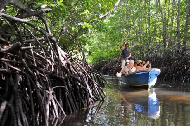 Hutan Mangrove Batu Ampar via Harianinhuaonline - Tempat Wisata Di Kubu Raya, 1. Situs Kerajaan Kubu, 2. Gunung Ambawang, 3. Dermaga Batu Ampar, 4. Sungai Kapuas Rasau Jaya, 5. Alam Batu Gajah Kubu Raya, 6. Air Terjun Bidang Bahar, 7. Sungai Kakap, 8. Batu Masjid, 9. Pulau Randayan, 10. Taman Fantasi, 11. Desa Jawa Tengah, 12. Batu/Bukit Wangkang, 13. Waterpark Paradis Q, 14. Wisata Hutan Albasia, 15. Kelenteng Timbul, 16. Taman Agrowisata Rekadena, 17. Taman Fantasia, 18. Pantai Tengkuyung, 19. Tugu Ali Anyang, 20. Hutan Mangrove Batu Ampar, 21. Air Terjun Teluk Pakedai, 22. Rajati Flower Garden, 23. Wisata Balek Kampong, 24. Wisata Danau Ho’Ce