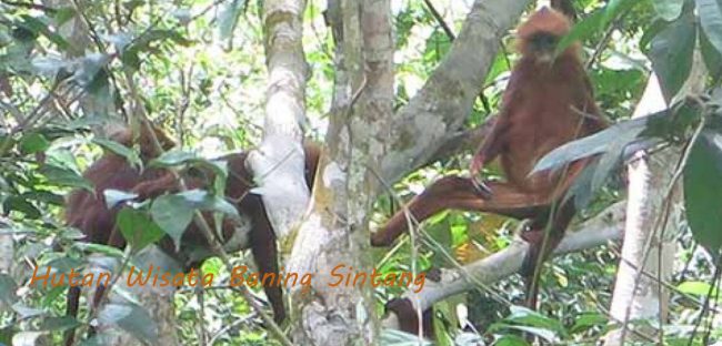 Hutan Wisata Baning, 1. Air Terjun Lepung Iring, 2. Taman Nasional Bukit Baka, 3. Hutan Wisata Baning, 4. Museum Kapuas Raya, 5. Istana Al Mukarramah, 6. Nohkan Tolangit, 7. Danau Jemelak, 8. Panorama Kedah Tempunak, 9. Rumah Betang Ensaid Panjang, 10. Wisata Gunung Kelam, 11. Danau Gucci, 12. Air Terjun Nokan Nayan, 13. Wisata Rohani Bukit Kelam, 14. Galeri Motor Bandong, 15. Wisata Sawah Adau Kelam, 16. Masjid Jami Sultan Nata, 17. Museum Dara Juanti, 18. Makam Aji Melayu Sepauk atau Makam pangeran Kuning, 19. Situs Sejarah Batu Dara Muning, 20. Batu Lingga Yoni dan Batu Nandi, 21. Gereja Katedral Sintang, 22. Tugu Pancasila Kota Sintang, 23. Taman Alun – alun Kapuas, 24. Serantung Water Park, 25. Rumah Kapal, 26. Tugu Bank Indonesia
