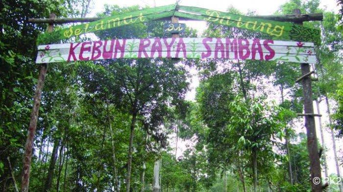 Kebun Raya Sambas via Tribunnews, 1. Pulau Selimpai, 2. Tugu Terigas Sambas, 3. Pantai Temajuk, 4. Pantai Kalang Bahu, 5. Makam Keramat Bantilan, 6. Monument Ketupat Berdarah, 7. Pantai Camar Wulan, 8. Pantai Bukit Raya Putri Serai, 9. Pantai Tanjung Batu, 10. Pantai Mauludin, 11. Tanjung Dato, 12. Sungai Sambas, 13. Pantai Tanjung Bendera, 14. Pantai Dungun Laut, 15. Taman Wisata Alam Gunung Asuansang, 16. Masjid Jami’ Keraton Sambas, 17. Jembatan Sambas, 18. Danau Sebedang, 19. Pantai Kampak Indah, 20. Pantai Putri Serayi, 21. Kebun Raya Sambas, 22. Pantai Selimpai, 23. Pantai Tanjung Kemuning, 24. Pantai Tanjung Datu, 25. Keraton Sambas, 26. Pantai Mutusan, 27. Pantai Sinam, 28. Vihara Bumi Raya Pemangkat, 29. Museum Negeri Perjuangan, 30. Taman Wisata Alam Gunung Melintang, 31. Air Terjun Berasap, 32. Pantai Polaria, 33. Air Terjun Riam Canggat, 34. Istana Alwatzikoebillah, 35. Gereja Katolik Kristus Raja Paroki Sambas, 36. Taman Wisata Alam Tanjung Belimbing, 37. Pantai Arum Medang, 38. Taman LUNGGI Sambas, 39. Danau Biru Selakau Timur, 40. Pantai Batu Nenek, 41. Air Terjun Riam Merasap, 42. Bukit Liteng, 43. Pos Lintas Batas Negara Aruk, 44. Goa Alam Santok