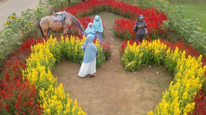 Rajati Flower Garden via Tribunnews - Tempat Wisata Di Kubu Raya, 1. Situs Kerajaan Kubu, 2. Gunung Ambawang, 3. Dermaga Batu Ampar, 4. Sungai Kapuas Rasau Jaya, 5. Alam Batu Gajah Kubu Raya, 6. Air Terjun Bidang Bahar, 7. Sungai Kakap, 8. Batu Masjid, 9. Pulau Randayan, 10. Taman Fantasi, 11. Desa Jawa Tengah, 12. Batu/Bukit Wangkang, 13. Waterpark Paradis Q, 14. Wisata Hutan Albasia, 15. Kelenteng Timbul, 16. Taman Agrowisata Rekadena, 17. Taman Fantasia, 18. Pantai Tengkuyung, 19. Tugu Ali Anyang, 20. Hutan Mangrove Batu Ampar, 21. Air Terjun Teluk Pakedai, 22. Rajati Flower Garden, 23. Wisata Balek Kampong, 24. Wisata Danau Ho’Ce
