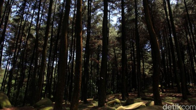 Taman Wisata Alam Gunung Melintang via Detik, 1. Pulau Selimpai, 2. Tugu Terigas Sambas, 3. Pantai Temajuk, 4. Pantai Kalang Bahu, 5. Makam Keramat Bantilan, 6. Monument Ketupat Berdarah, 7. Pantai Camar Wulan, 8. Pantai Bukit Raya Putri Serai, 9. Pantai Tanjung Batu, 10. Pantai Mauludin, 11. Tanjung Dato, 12. Sungai Sambas, 13. Pantai Tanjung Bendera, 14. Pantai Dungun Laut, 15. Taman Wisata Alam Gunung Asuansang, 16. Masjid Jami’ Keraton Sambas, 17. Jembatan Sambas, 18. Danau Sebedang, 19. Pantai Kampak Indah, 20. Pantai Putri Serayi, 21. Kebun Raya Sambas, 22. Pantai Selimpai, 23. Pantai Tanjung Kemuning, 24. Pantai Tanjung Datu, 25. Keraton Sambas, 26. Pantai Mutusan, 27. Pantai Sinam, 28. Vihara Bumi Raya Pemangkat, 29. Museum Negeri Perjuangan, 30. Taman Wisata Alam Gunung Melintang, 31. Air Terjun Berasap, 32. Pantai Polaria, 33. Air Terjun Riam Canggat, 34. Istana Alwatzikoebillah, 35. Gereja Katolik Kristus Raja Paroki Sambas, 36. Taman Wisata Alam Tanjung Belimbing, 37. Pantai Arum Medang, 38. Taman LUNGGI Sambas, 39. Danau Biru Selakau Timur, 40. Pantai Batu Nenek, 41. Air Terjun Riam Merasap, 42. Bukit Liteng, 43. Pos Lintas Batas Negara Aruk, 44. Goa Alam Santok
