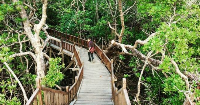 Taman Wisata Mangrove Sukadana via Gpswisataindonesia, 1. Pantai Pasir Mayang, 2. Bukit Begentar, 3. Bukit Mendale, 4. Taman Wisata Mangrove Sukadana, 5. Pulau Maya Karimata, 6. Pulau Kepayang, 7. Pantai Tambak Rawang, 8. Bukit Bulan, 9. Pulau Serutu, 10. Makam Gusti Panji, 11. Pulau Pelapis, 12. Kepulauan Karimata, 13. Pantai Batu Teritip, 14. Mesjid Oesman Al Khair, 15. Batu Cap, 16. Makam Raja Tengku Akil, 17. Sungai Betok, 18. Taman Nasional Gunung Palung, 19. Pantai Pulau Datok, 20. Air Pauh, 21. Air Terjun Bidadari, 22. Gunung Cabang, 23. Pantai Tanjuru, 24. Air Terjun Lubuk Baji, 25. Air Terjun Batu Pahat