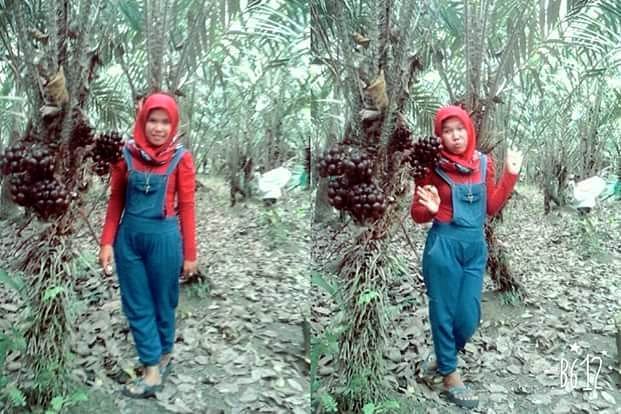 Wisata Salak Pondoh Foto Mirawati Pasaribu, 1. Wisata Sawah Labura, 2. Padang Halaban View, 3. Air Terjun Londut, 4. Pulo Bisky, 5. Rindu Alam Aek Buru, 6. Pantai Monyet, 7. Puncak Hauma Hela, 8. Air Terjun Jeri, 9. Hadabuan Hill, 10. Kuala Hatapang, 11. Tebing Batu Napponol, 12. Turunan Sikkam, 13. Air Terjun Tajopit, 14. Air Terjun Bertingkat, 15. Wisata Aek Ronggas, 16. Puncak Manhalese , 17. Sungai Pirlok, 18. Hajoran               , 19. Tangkahan Lobu, 20. Air Terjun Goa, 21. Goa Kaca, 22. Air Terjun Mbah Kalsan, 23. Kelok Sembilan Labura, 24. Bukit Pamingke, 25. Wisata Salak Pondoh, 26. Wisata Alam Aek Sordang, 27. Air Terjun Pelangi