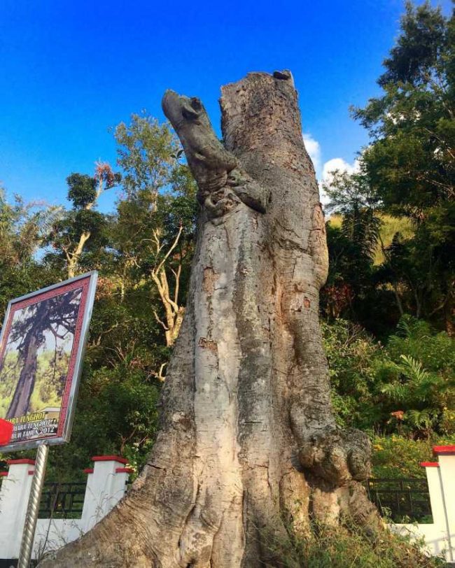 Hariara Tungkot via IG @danielaritonang - tempat wisata di Humbang Hasundutan, 1. Air Terjun Pollung, 2. Air Terjun Simolap, 3. Tugu Salak Pakkat, 4. Air Terjun Simamora, 5. Air Terjun Janji, 6. Wisata Geosite Sipinsur, 7. Istana Sisingamangaraja, 8. Tombak Sulusulu, 9. Pemandian Aek Sitio – tio, 10. Aek Sipangolu Bakkara, 11. Air Terjun Sibokkik, 12. Air Terjun Sipulak, 13. Air Terjun Huta Ambasang, 14. Batu Hundul – Hundulan, 15. Hariara Tungkot, 16. Aek Sipangolu Bakkara, 17. Pulau Simamora, 18. Bukit Bakara, 19. Danau Tao Silosung, 20. Restoran Apung Desa Tipang
