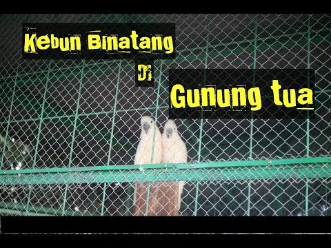 Kebun Binatang Gunung Tua via Youtube, 1. Barumun Nagari Wildlife Sanctuary, 2. Danau Tasik, 3. Tor Sipupur, 4. Batu Kapur Paranginan, 5. Gua Tuktuk, 6. Waterboom Gunung Tua, 7. Gua Liak Kabor, 8. Sampuran Simarloting, 9. Air Terjun Siranap, 10. Candi Pulo, 11. Kebun Binatang Gunung Tua, 12. Candi Naga Seribu, 13. Danau Tao, 14. Danau Tasik, 15. Desa Bangun Purba, 16. Bendungan Janji Manahan Sil, 17. Masjid Raya Gunung Tua, 18. Danau Sagayung, 19. Puncak Paluta, 21. Sampuran (Air Terjun) Silombuk, 22. Air Terjun Parigi