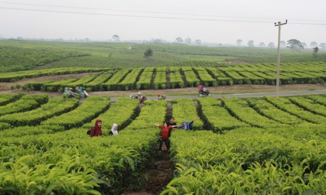 Kebun Teh Sidamanik via Fikapratiwi.blogspot - tempat wisata di Pakpak Bharat, 1. Air Terjun Sipitu Lae Petulan, 2. Air Terjun Lae Une, 3. Air Terjun Simbilulu, 4. Air Terjun Lae Singgabit, 5. Air Terjun Mamabu, 6. Air Terjun Tonduhan, 7. Kebun Teh Sidamanik, 8. Sumur Eluh Berru Tinambunen, 9. Batu Tettal, 10. Mejan Penanggaleng, 11. Sibande, 12. Puncak Sindeka, 13. Sicike – cike, 14. Delleng Simpon, 15. Rafting Lae Kombih, 16. Kolam Renang Impana, 17. Tugu Pemekaran