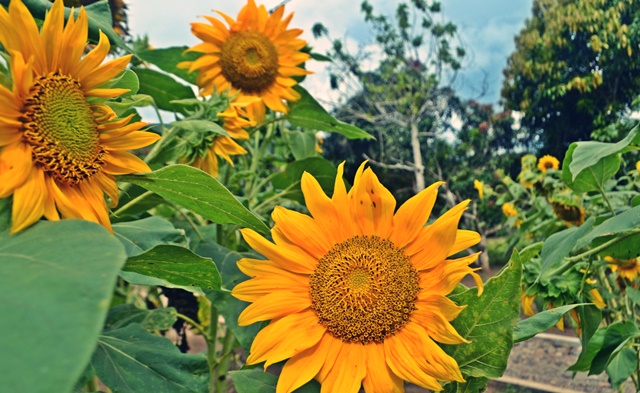 Kebun Bunga Matahari Batang Bahal, 1. Air Terjun Napa, 2. Air Terjun Silima – lima, 3. Danau Siais Batangtoru, 4. Istana Raja Najunggal, 5. Danau Tao, 6. Aek Sijorni, 7. Barumun Sanctuary Wild Life, 8. Kebun Bunga Matahari Batang Bahal, 9. Sampuraga, 10. Jalan Baru Padang Sidempuan, 11. Rumah Kaca Panyabungan, 12. Sibio – bio, 13. Tugu Salak, 14. Simarsayang, 15. Perkebunan Buah Naga, 16. Puncak JB Padangsidimpuan, 17. Sipenggeng Rock, 18. Goa Sayur Matinggi