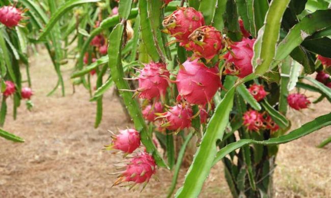Perkebunan Buah Naga via Sipayo - Tempat wisata di padang sidempuan, 1. Air Terjun Napa, 2. Air Terjun Silima – lima, 3. Danau Siais Batangtoru, 4. Istana Raja Najunggal, 5. Danau Tao, 6. Aek Sijorni, 7. Barumun Sanctuary Wild Life, 8. Kebun Bunga Matahari Batang Bahal, 9. Sampuraga, 10. Jalan Baru Padang Sidempuan, 11. Rumah Kaca Panyabungan, 12. Sibio – bio, 13. Tugu Salak, 14. Simarsayang, 15. Perkebunan Buah Naga, 16. Puncak JB Padangsidimpuan, 17. Sipenggeng Rock, 18. Goa Sayur Matinggi