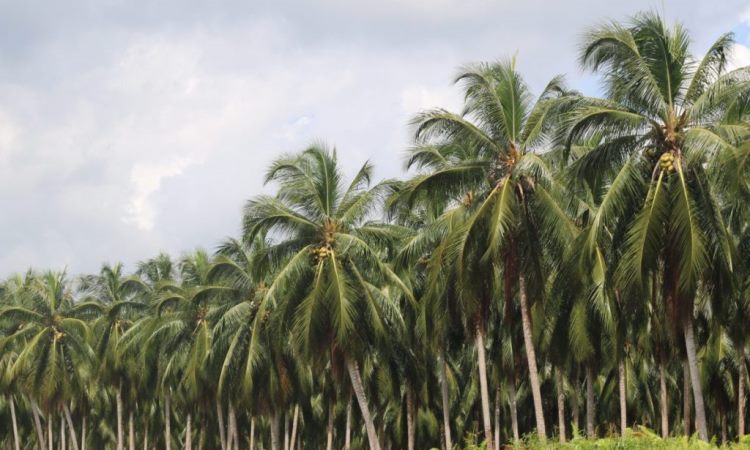 Agrowisata Kelapa via Inhilnanmolek, 1. Pantai Solop, 2. Air Terjun 86, 3. Agrowisata Kelapa, 4. Telaga Mablu, 5. Rawa Gambut Pulau Cawan, 6. Sungai Rukam, 7. Wisata Alam Danau Raja, 8. Bukit Berbunga, 9. Air Terjun Tembulun Rusa, 10. Event Wisata Menongkah, 11. Makam Syekh Abdurrahman Siddiq, 12. Wisata Sampan Leper, 13. Hutan Mangrove di Mandah, 14. Kebun Jeruk Pulau Palas, 15. Kampoeng Selfie