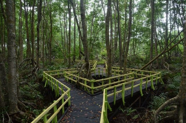 Hutan Mangrove di Mandah via Infoinhil - Tempat Wisata di Indragiri Hilir, 1. Pantai Solop, 2. Air Terjun 86, 3. Agrowisata Kelapa, 4. Telaga Mablu, 5. Rawa Gambut Pulau Cawan, 6. Sungai Rukam, 7. Wisata Alam Danau Raja, 8. Bukit Berbunga, 9. Air Terjun Tembulun Rusa, 10. Event Wisata Menongkah, 11. Makam Syekh Abdurrahman Siddiq, 12. Wisata Sampan Leper, 13. Hutan Mangrove di Mandah, 14. Kebun Jeruk Pulau Palas, 15. Kampoeng Selfie