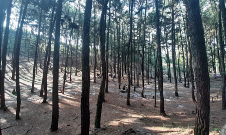 Hutan Pinus Kampar Foto Nurul Wahyudi, 1. Puncak Kompe, 2. Lubang Kolam Kampar, 3. Teluk Jering, 4. Bukit Naang Bangkinang, 5. Rimbang Baling, 6. Sungai Hijau, 7. Sungai Gulamo, Green Canyon Riau, 8. Air Terjun Batang Kapas, 9. Desa Buluh Cina, 10. Pulau Cinta, 11. Air Terjun Panisan, 12. Ulu Kasok, 13. Puncak Mahligai Indah, 14. Rumah Lontiok, 15. Hutan Pinus Kampar, 16. Puncak Pukatan, 17. Taman Agro Nadin, 18. Stanum Bangkinang, 19. Waduk Koto Panjang, 20. Taman Bunga Eceng Gondok, 21. Jembatan Water Front City Bangkinang, 22. Candi Muara Takus, 23. Air Terjun Batu Dinding