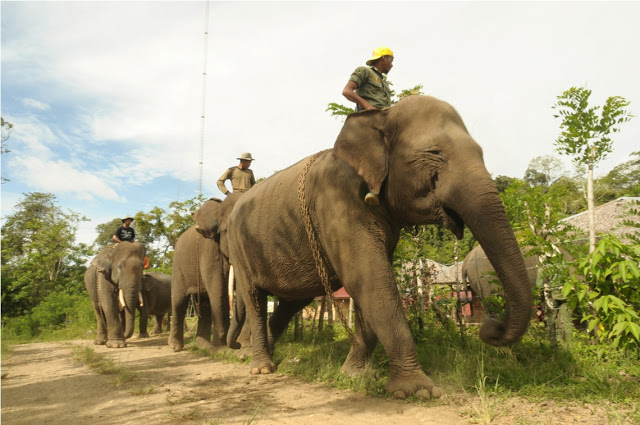 Taman Pelatihan Gajah Bukit Batu, 1. Pantai Selat Baru, 2. Lapangan Tugu Bengkalis, 3. Telaga Suri Perdana, 4. Taman Andam Dewi, 5. Hutan Lindung Bukit Batu, 6. Pulau Beting Aceh, 7. Duri Islamic Center &amp; Masjid Agung Istiqomah, 8. Lapangan Pasir Bengkalis, 9. Taman Laut Prapat Tunggal, 10. Pantai Tenggayun, 11. Pantai Tanjung Medang, 12. Mangrove Sebauk, 13. Pantai Lapin, 14. Pantai Sepahat, 15. Pantai Bestari, 16. Hutan Adat Kesumbo Ampai, 17. Taman Kera Sekodi, 18. Pantai Jangkang, 19. Pantai Teluk Rhu, 20. Pelabuhan Bandar Sri Laksamana Bengkalis, 21. Taman Batu Ampar, 22. Harationica Water Park, 23. Pantai Madani Pambang Pesisir, 24. Museum Sultan Syarif Kasim Parit Bangkong, 25. Wisata Desa Balai Pungut, 26. Tasik Putri Pepuyu, 27. Pantai Rhupat Utara, 28. Rumah Adat Melayu Bengkalis, 29. Taman Pelatihan Gajah Bukit Batu, 30. Pantai Marina, 31. Makam Datuk Laksamana Raja Dilaut