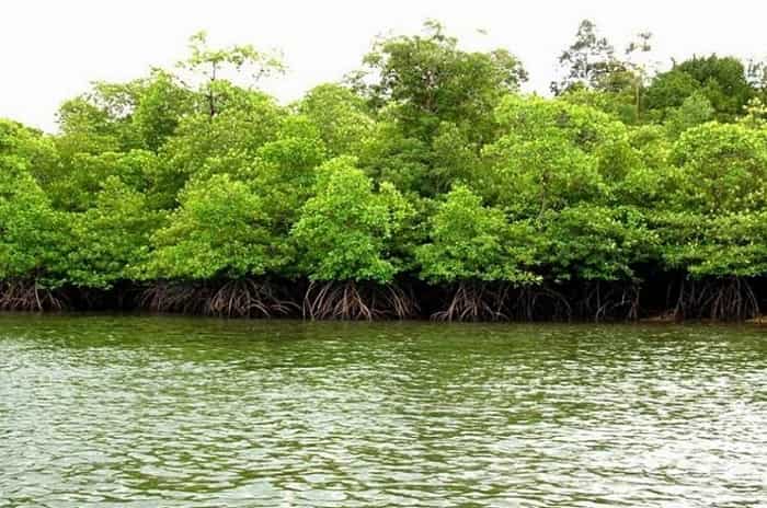 Wisata Hutan Mangrove Di Pantai Impian, 1. Danau Pulau Padang, 2. Tasik Air Putih, 3. Tasik Nambus, 4. Tasik Putri Pepuyu, 5. Pantai Ceria, 6. Pantai Dorak, 7. Pantai Motong, 8. Pulau Dedap Durhaka, 9. Kelenteng Hoo Ann Kiong, 10. Festival Sungai Bokor, Pulau Rangsang, 11. Pantai Beting Beras, 12. Wisata Hutan Mangrove Di Pantai Impian, 13. Ekowisata Mangrove Desa Banglas, 14. Desa Tanah Merah Pulau Rangsang, 15. Kolam Telaga Bening Selat Panjang
