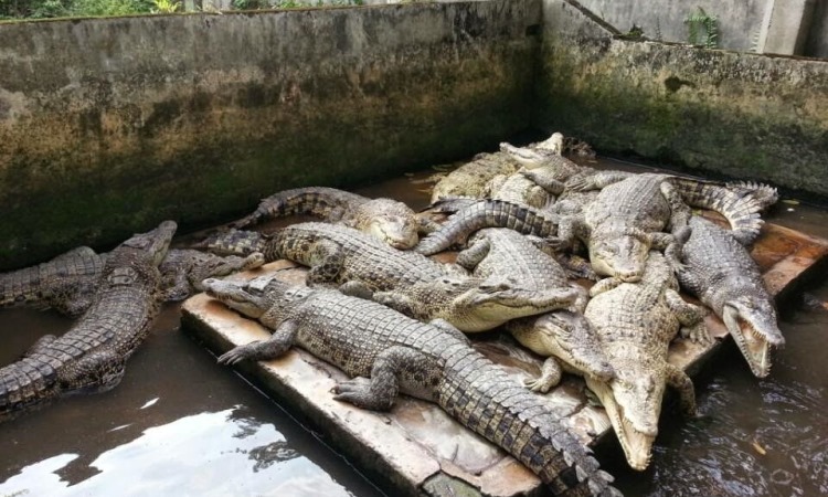 Crocodile Safari via Pegipegi - Tempat Wisata Di Tanjung Jabung Timur, 1. Wisata Cagar Alam Hutan Bakau Pantai Timur, 2. Taman Nasional Berbak, 3. Pantai Cemara, 4. Taman Selaras Pinang Masak, 5. Pulau Berhala, 6. Sumber Mata Air Panas, 7. Kota Kandis, 8. Kampung Laut, 9. Pantai Air Hitam, 10. Crocodile Safari, 11. Makam Rang kayo Hitam, 12. Kawasan Perkantoran Bupati dan Majid Agung Nur Addarojat, 13. Wisata Air Hitam, 14. Pulau Penyu, 15. Ekowisata Hutan Desa Berbasis Konservasi