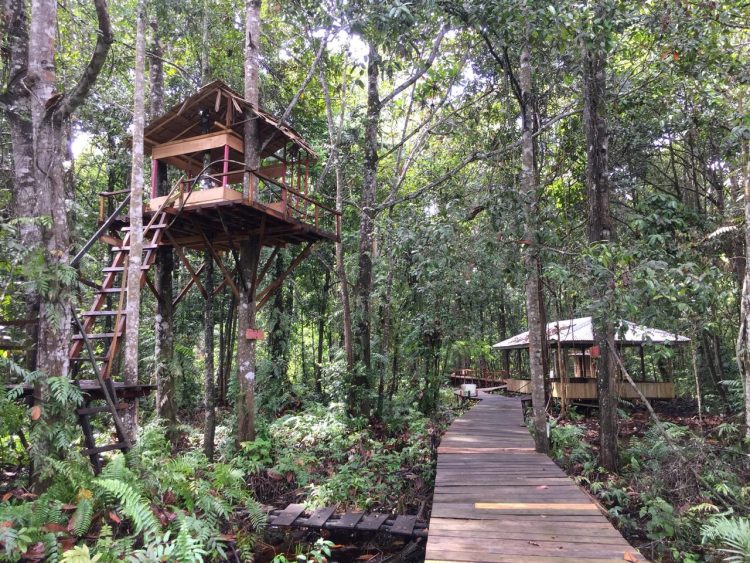 Ekowisata Hutan Desa Berbasis Konservasi via Warsiorid - Tempat Wisata Di Tanjung Jabung Timur, 1. Wisata Cagar Alam Hutan Bakau Pantai Timur, 2. Taman Nasional Berbak, 3. Pantai Cemara, 4. Taman Selaras Pinang Masak, 5. Pulau Berhala, 6. Sumber Mata Air Panas, 7. Kota Kandis, 8. Kampung Laut, 9. Pantai Air Hitam, 10. Crocodile Safari, 11. Makam Rang kayo Hitam, 12. Kawasan Perkantoran Bupati dan Majid Agung Nur Addarojat, 13. Wisata Air Hitam, 14. Pulau Penyu, 15. Ekowisata Hutan Desa Berbasis Konservasi
