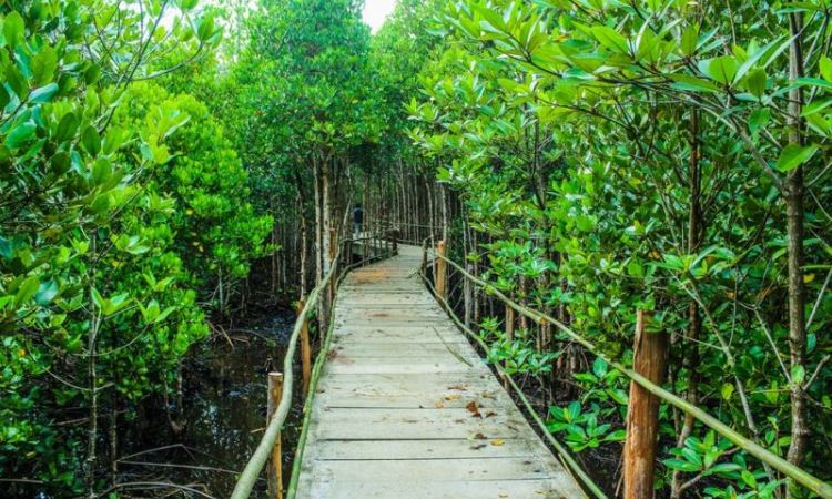 Hutan Mangrove via Okezone, 1. Pantai Trikora, 2. Pelabuhan Bandar Bentan Telani, 3. Rumah Arang, 4. Gurun Pasir Busung, 5. Crystal Lagoon, 6. Air Adventure Flying Club Bintan, 7. Danau Biru, 8. Vihara Patung 1000 Wajah, 9. Hutan Mangrove, 10. Pantai Sakera, 11. Vihara Avalokitesevara, 12. Pulau Penyusuk, 13. Aroma River Spa, 14. Pulau Penyengat, 15. Pulau Beralas Pasir, 16. Tasik Divers Bintan, 17. Gunung Bintan, 18. Lagoi, 19. MV Doulos Phos, 20. Pantai Impian, 21. Pantai Senggiling, 22. Air Terjun Gunung Bintan, 23. Penangkaran Penyu White Sands Island, 24. Treasure Bay