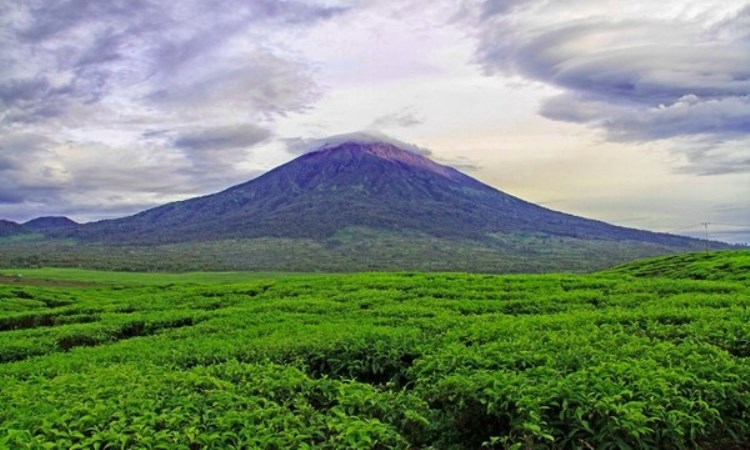 Perkebunan Teh Kayu Aro via Detik, 1. Air Terjun Pancuran Rayo, 2. Danau Kaco, 3. Perkebunan Teh Kayu Aro, 4. Puncak Rindu Kayu Aro (Tutup), 5. Air Panas Semurup, 6. Goa Kasah, 7. Danau Kerinci, 8. Gunung Kerinci, 9. Rawa Bento, 10. Air Terjun Talang Kemulun, 11. Danau Gunung Tujuh, 12. Danau Lingkat