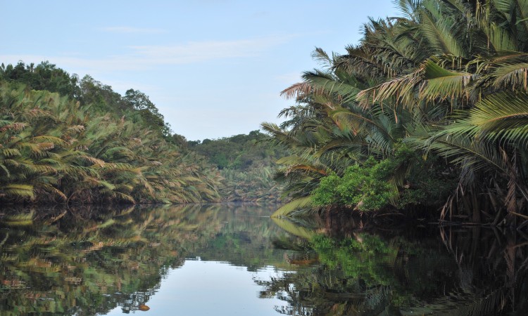 Taman Nasional Berbak via Wikipedia, 1. Wisata Cagar Alam Hutan Bakau Pantai Timur, 2. Taman Nasional Berbak, 3. Pantai Cemara, 4. Taman Selaras Pinang Masak, 5. Pulau Berhala, 6. Sumber Mata Air Panas, 7. Kota Kandis, 8. Kampung Laut, 9. Pantai Air Hitam, 10. Crocodile Safari, 11. Makam Rang kayo Hitam, 12. Kawasan Perkantoran Bupati dan Majid Agung Nur Addarojat, 13. Wisata Air Hitam, 14. Pulau Penyu, 15. Ekowisata Hutan Desa Berbasis Konservasi