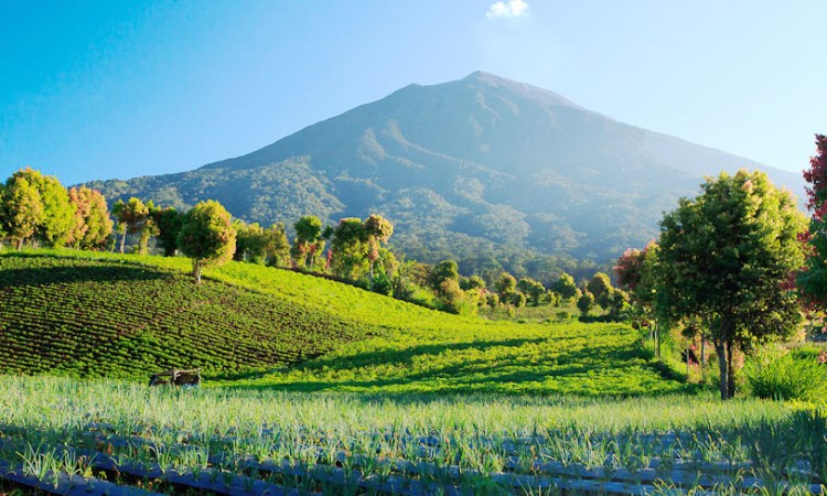 Taman Nasional Kerinci Seblat via Foresteract, 1. Gunung Kerinci, 2. Perkebunan Teh Kayu Aro, 3. Taman Nasional Kerinci Seblat, 4. Bukit Khayangan, 5. Goa Kasah, 6. Kawasan Aroma Peko, 7. Air Terjun Pancuran Rayo, 8. Air Terjun Telun Berasap, 9. Danau Lingkat, 10. Pendakian Kerinci, 11. Masjid Agung Pondok Tinggi, 12. Air Panas Semurup, 13. Air Terjun Talang Kemulun, 14. Danau Kerinci, 15. Danau Kaco, 16. Danau Gunung Tujuh, 17. Rawa Bento, 18. Family Garden, 19. Pinus Kerinci, 20. Taman Bukit Tengah, 21. Puncak Rindu, 22. Pantai Pasir Panjang, 23. Taman Putri Tunggal, 24. Air Terjun Sungai Medang, 25. Bukit Sungai Langit, 26. Swarga Lodge dan Homestay