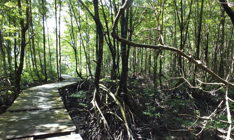 Wisata Cagar Alam Hutan Bakau Pantai Timur via Wonderfuljambi.blogspotcom, 1. Wisata Cagar Alam Hutan Bakau Pantai Timur, 2. Taman Nasional Berbak, 3. Pantai Cemara, 4. Taman Selaras Pinang Masak, 5. Pulau Berhala, 6. Sumber Mata Air Panas, 7. Kota Kandis, 8. Kampung Laut, 9. Pantai Air Hitam, 10. Crocodile Safari, 11. Makam Rang kayo Hitam, 12. Kawasan Perkantoran Bupati dan Majid Agung Nur Addarojat, 13. Wisata Air Hitam, 14. Pulau Penyu, 15. Ekowisata Hutan Desa Berbasis Konservasi