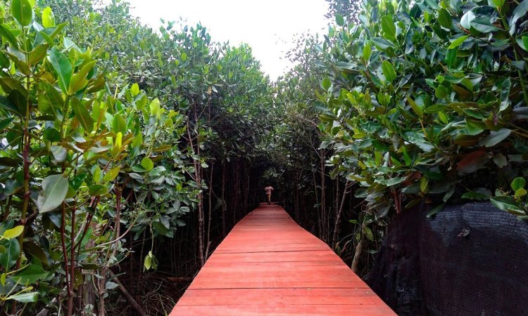 Mangrove Kasih Sayang via Youtube, 1. Pantai Pasir Putih Losari, 2. Pulau Biawak, 3. Pantai Baro Gebang, 4. Pantai Glayem, 5. Pantai Balongan, 6. Pantai Kejawanan, 7. Mangrove Kasih Sayang, 8. Pasir Putih Pangandaran, 9. TPI Bondet, 10. Pantai Mundu, 11. Pantai Tirtamaya, 12. Pantai Bandengan, 13. Pantai Citemu, 14. Cirebon Waterland, 15. Pantai Waruduwur, 16. Pantai Trungtum Tanjung Pura, 17. Pantai Cibugel, 18. Pantai Eretan Wetan, 19. Pantai PLTU Sumur Adem, 20. Pantai Lestari Karangsong