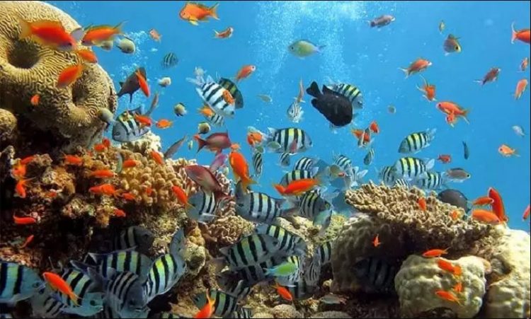 Taman Laut Olele, 1. Pantai Mohupomba, 2. Pantai Pulau Diyonumo, 3. Pantai Pulau Cinta, 4. Pantai Langala, 5. Pantai Bolihutuo, 6. Pulau Saronde, 7. Pantai Kurenai, 8. Pantai Dunu, 9. Pantai Ratu Tenilo, 10. Pantai Mananggu, 11. Teluk Tomini, 12. Taman Laut Olele, 13. Pantai Botubarani, 14. Pantai Pasir Putih Leato, 14. Pantai Tangga 2000, 15. Pantai Indah Boalemo