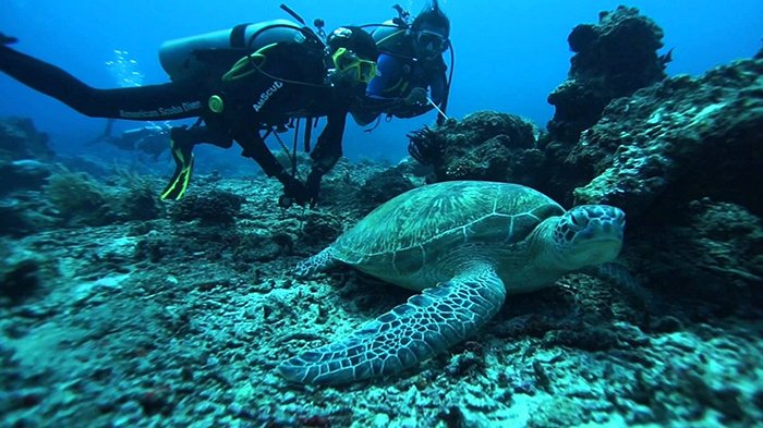 Diving di Pulau Dodola Morotai via Tribunnews, 1. Mari Mulai Dengan Pulo Cinta, Primadona Wisata Baru di Gorontalo, 2. Masih di Indonesia Timur, Ada Pantai Ora yang Siap Membius Para Pendamba Maladewa, 3. Pulau Dodola, Morotai, Juga Menawarkan Sekeping Pesona Ala Maladewa Lho!, 4. Beralih ke Kalimantan Timur, Bersiaplah Terpesona Dengan Keindahan Pulau Maratua, 5. Ujung Barat Indonesia Pun Memiliki Sepenggal Pesona Maladewa di Pantai Iboih, 6. Pulau Sombori, Sulawesi Tengah, 7. Raja Ampat, Papua Barat, 8. Kepulauan Kei, Maluku Tenggara , 9. Pulau Bawah, Kepulauan Riau