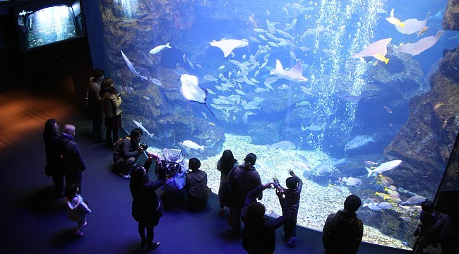 Kyoto Aquarium via Sakurakita - Tempat Wisata di Kyoto