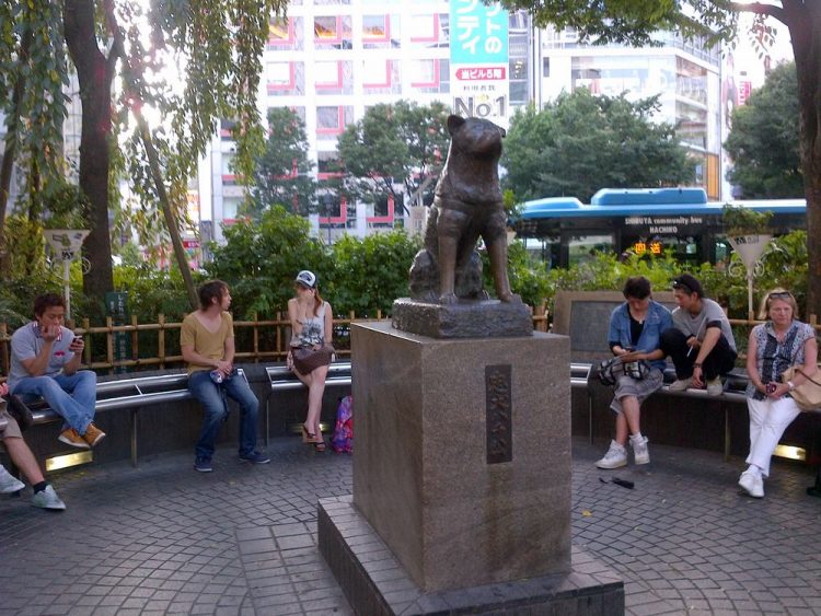 Patung Hachiko via detik, Informasi Dasar, Daya Tarik Wisata Shibuya, Aktivitas Seru di Shibuya, Akses Menuju ke Shibuya