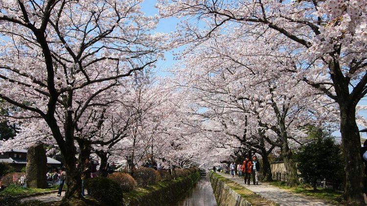 Philosopher’s Path Kyoto via Japan Guide
