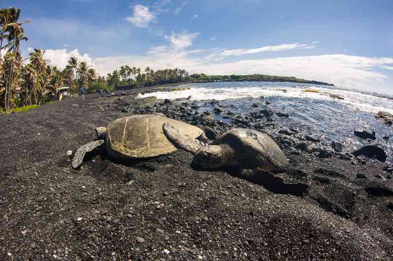 Punalu’u Beach via Shutterstock 23 Wisata Pantai di Hawaii Terbaik &amp; Terpopuler, Favorit wisatawan, Pantai di Hawaii, the Big Island, Pantai di Pulau Maui, the Valley Isle, Pantai di Pulau Oahu, the Gathering Island, Pantai di Pulau Kauai, the Garden Isle, Pantai di Pulau Lanai, the Pineapple Isle