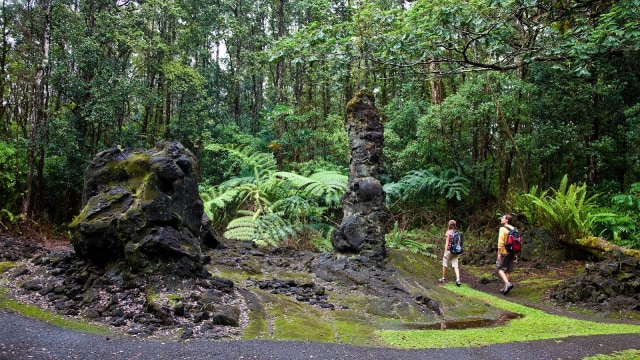 Salah Satu Hutan di Hawaii via Kumparan, Informasi Dasar, Tentang Kepulauan Hawaii, Daya Tarik Wisata di Hawaii, Aktivitas Wisata Seru di Hawaii, Akses Menuju Kepulauan Hawaii