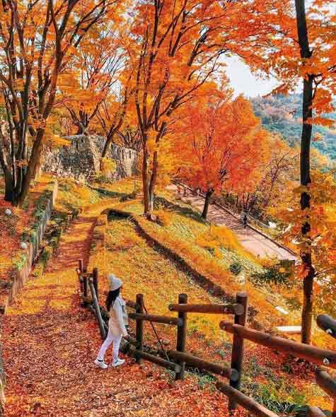 Seoul Forest via IG @awescenery, Mengurus Visa Korea, Transportasi Menuju Seoul, Memilih Penginapan di Seoul, Rekomendasi Tempat Wisata di Seoul, Rekomendasi Tempat Wisata di Seoul Lainnya, Tempat Wisata Belanja di Seoul, Wisata Budaya Tradisional Korea, Destinasi Wisata Tradisional, Tempat Wisata Paling Instagramable di Seoul, Tempat Wisata Paling Palace di Seoul, Museum di Seoul yang Wajib Dikunjungi, Tempat Wisata untuk Pencinta K-Pop di Seoul, Wisata Alam dan Taman di Seoul