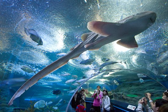 Underwater World Pattaya via Tripadvisor, 1. Pantai Pattaya, penuh pesona di siang hari dan menggoda iman di malam hari, 2. Pantai Jomtien, cocok bagi pecinta keramaian yang lebih sunyi, 3. Pantai Na Jomtien, pantai populer yang tetap menawarkan privasi, 4. Pantai Naklua, ideal bagi pecinta suasana pantai dan kehidupan di sekitarnya, 5. Pantai Wong Amat, bagi kalian yang ingin santai menikmati matahari, 6. Koh Larn, pulau Coral dengan pantai indah yang jadi surga dunia di Pattaya, 7. Puas bermain di pantai, saatnya mengenal kehidupan di laut Pattaya dengan main ke Underwater World Pattaya, 8. Bosan dengan laut dan suasana pantai? Pattaya Park hadir untuk menyelamatkan hari kalian, 9. Nggak hanya punya pantai dan waterpark, Pattaya juga punya Nong Nooch Tropical Garden & Cultural Village yang terlalu keren untuk dilewatkan, 10. Wat Phra Yai dan patung Buddha berukuran super besarnya, 11. Wat Yansangwararam, kuil yang dipersembahkan untuk Raja Bhumibol Adulyadej, 12. Wat Chaimongkol, kuil megah dengan gaya arsitektur yang eksotis, 13. Walau bukan kuil, Sanctuary of Truth ini juga layak kalian sambangi karena tempat ini mewakili semua unsur filosofi dalam budaya Thailand kuno, 14. Bagi para penantang adrenalin, uji nyali kalian dengan mencoba berbagai petualangan di Flight of the Gibbon, 15. Ripley’s Believe It Or Not, museum yang akan membuat kalian tercengang hingga akhir, 16. Art in Paradise, galeri yang akan menipu mata kalian, 17. Teddy Bear Museum Pattaya, museum untuk pecinta beruang Teddy, 18. Untuk pengalaman wisata bernuansa lokal, mampirlah ke Pattaya Floating Market dan rasakan serunya belanja di pasar terapung, 19. Sebagai pengenalan terhadap dunia malam di Pattaya, mulailah dengan menyusuri Pattaya Walking Street, 20. Melihat Pertunjukan kabaret