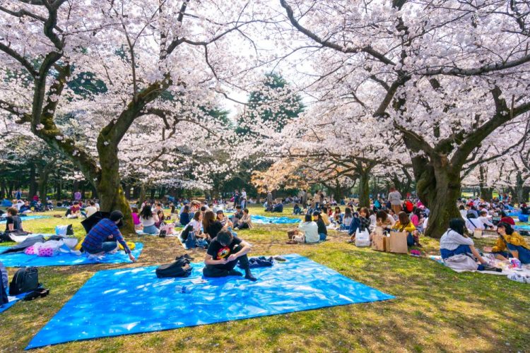 Yoyogi Park via Jrailpass, Informasi Dasar, Daya Tarik Wisata Harajuku, Aktivitas Wisata yang Wajib Dilakukan di Harajuku, Akses Harajuku 