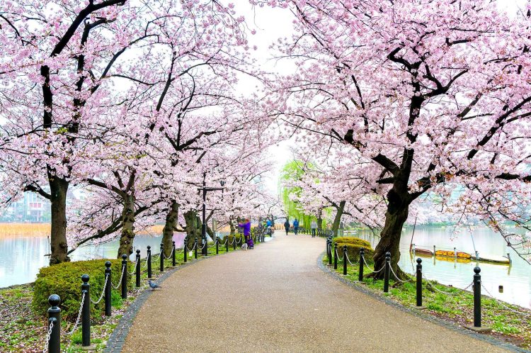 Bunga Sakura di Ueno Park, Mari mulai dengan menikmati mekarnya bunga Sakura di musim semi, Larut dalam lautan warna-warni musim gugur di Jepang, Mengenal musim liburan di Jepang, Cerita tentang tsuyu dan taifun