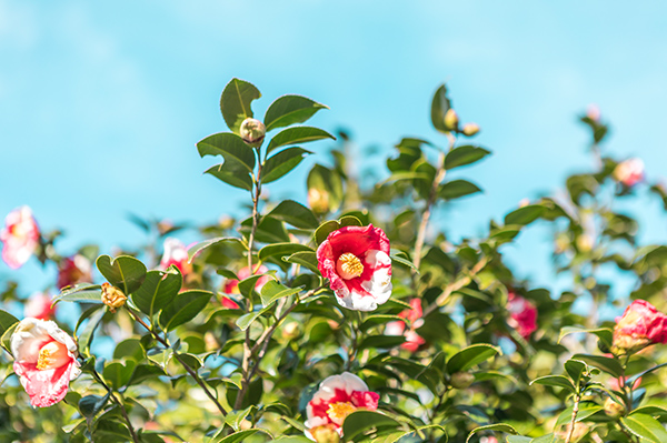 Camellia Flower Oshima viaTamashima Tokyo, Informasi Dasar, Sekilas Tentang Kepulauan Izu, Daya Tarik Oshima, Aktivitas Seru & Tempat Wisata di Oshima, Cara Mengakses Oshima, Tips dan Informasi Penting