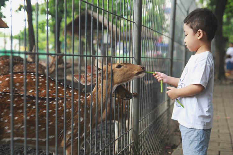 Children Zoo via Tiket, Sejarah Kebun Binatang Surabaya, Apasih Yang Menarik di Kebun Binatang Surabaya (KBS)?, Cara Menuju Kebun Binatang Surabaya, Jam Operational &amp; Tiket Masuk Ke Kebun Binatang Surabaya, Tips Berwisata di Kebun Binatang Surabaya
