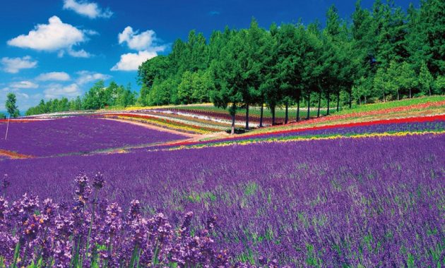 Furano via Thedailyjapan
