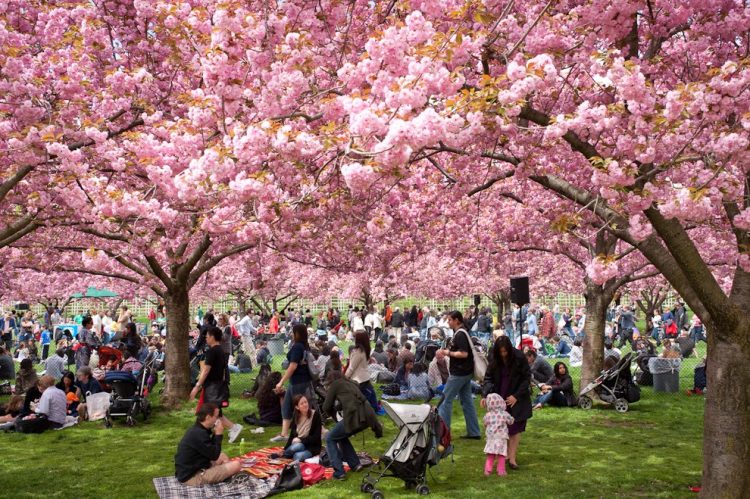 Hanami via Cherai-travel, Mari mulai dengan menikmati mekarnya bunga Sakura di musim semi, Larut dalam lautan warna-warni musim gugur di Jepang, Mengenal musim liburan di Jepang, Cerita tentang tsuyu dan taifun