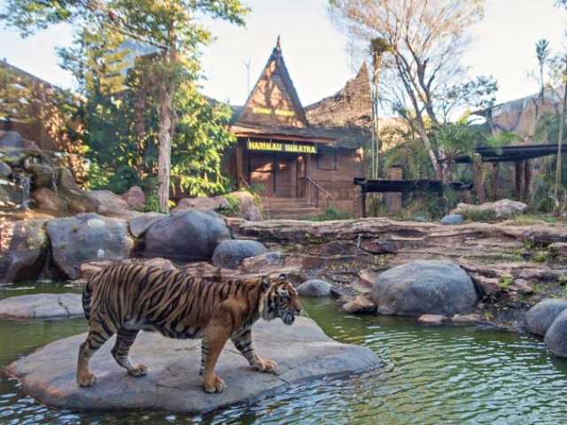 Harimau Sumatera juga bisa disaksikan di kebun binatang Batu Secret Zoo, Lokasi Batu Secret Zoo, Jam Buka dan Harga Tiket Batu Secret Zoo, Koleksi Satwa di Batu Secret Zoo, Zona Hewan Batu Secret Zoo, Wahana Menarik di Batu Secret Zoo, Fasilitas Umum di Sekitar Batu Secret Zoo, Tips Berlibur di Batu Secret Zoo