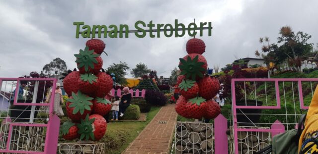 Kegiatan Seru Memetik Stroberi di Taman Stroberi via Gmap Diny Madonna, Taman Kelinci Pujon Batu Malang, Alamat Taman Kelinci, Fasilitas Taman Kelinci Pujon, Harga Tiket Masuk Taman Kelinci Batu, Jam Buka Taman Kelinci Malang, Bermain Di Taman Wisata Bertema Negeri Dongeng